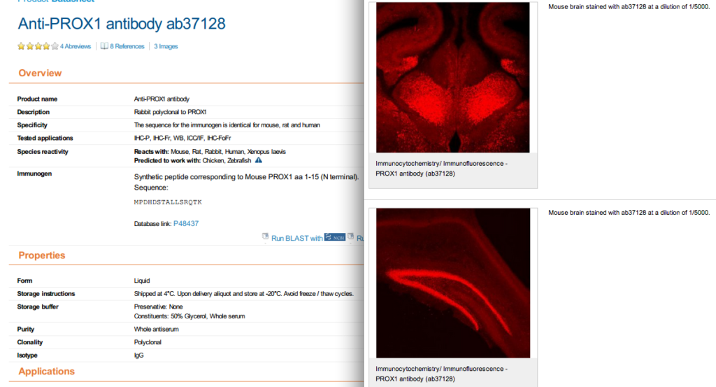 abcam prox1 antibody