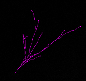 Neuron 1a