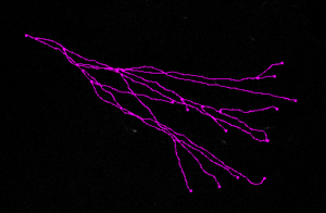 Neuron 2a